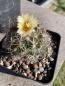 Preview: Coryphantha nickelsiae